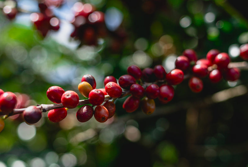 PERU ORGANIC - 40757 - May 2026 Shipment - RCWHSE