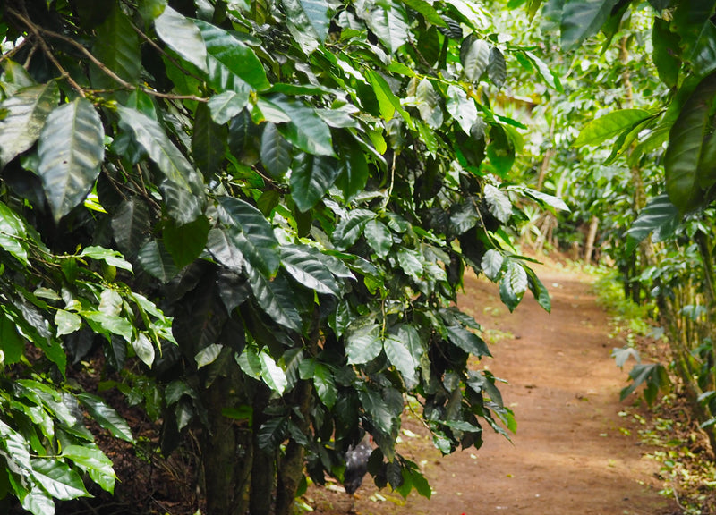 PERU ORGANIC GRADE 1 - 39844 - SPOT RCWHSE