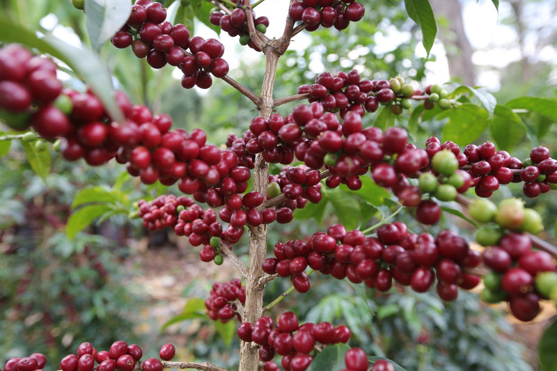 PERU ORGANIC HUABAL COMUNIDAD HUABAL - 29918 - GrainPro Bags - SPOT RCWHSE