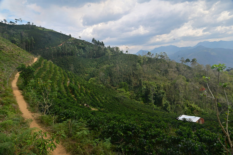 PERU ORGANIC JAEN COLASAY FERNANDEZ BLEND - #2 - 32917 - GrainPro Bags - SPOT SEAFORTH
