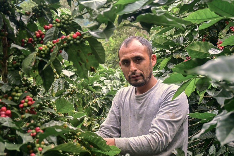 PERU ORGANIC JAEN LAS NARANJAS GRUPO LA FORTALEZA - 38289 - GrainPro Bags - SPOT SEAFORTH