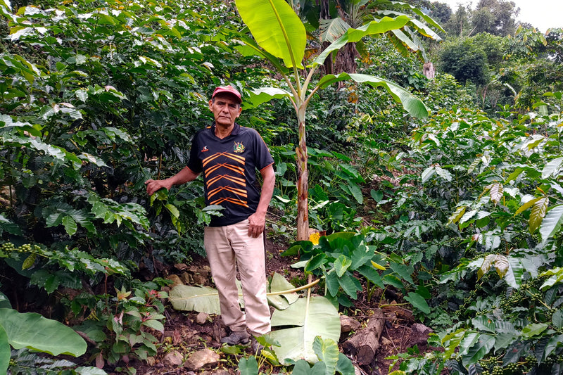 PERU ORGANIC JAEN LAS NARANJAS GRUPO LA FORTALEZA - 38289 - GrainPro Bags - SPOT SEAFORTH
