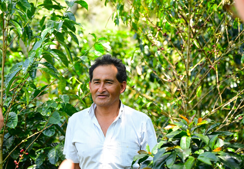 PERU ORGANIC JAEN SANTA ROSA DE LA YUNGA ONIAS GUERRERO - 32918 - GrainPro Bags - SPOT SEAFORTH