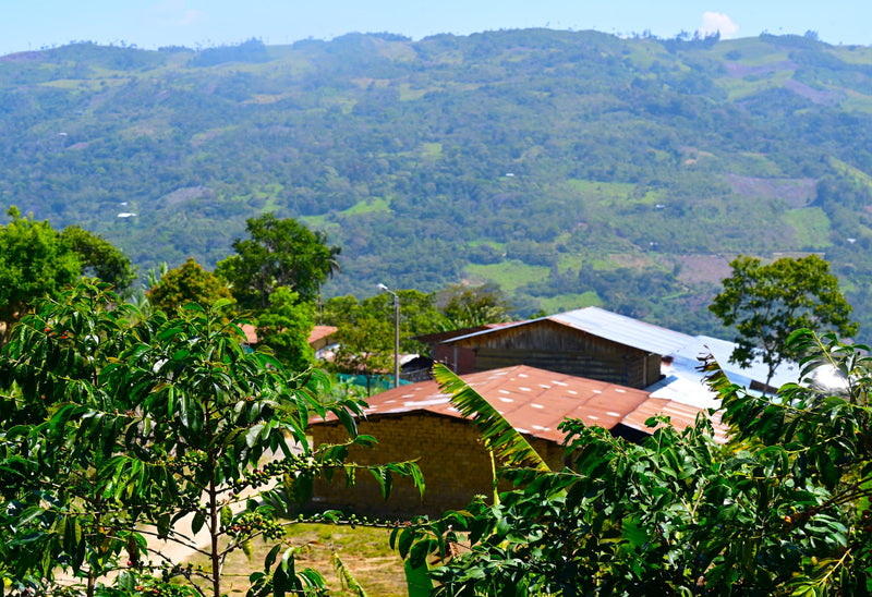 PERU ORGANIC JAEN SANTA ROSA DE LA YUNGA ONIAS GUERRERO - 32918 - GrainPro Bags - SPOT SEAFORTH
