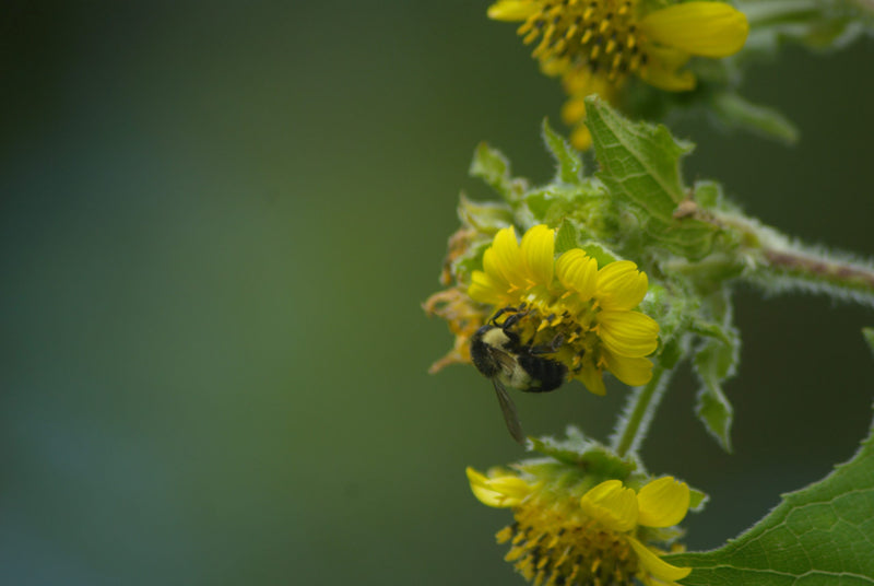PERU ORGANIC NORTE SHB EP - 38044 - SPOT RCWHSE