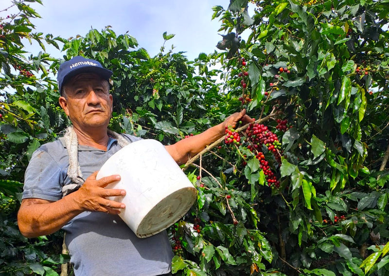 PERU ORGANIC SAN IGNACIO LA COIPA AMARO CRUZ - 32922 - GrainPro Bags - SPOT SEAFORTH