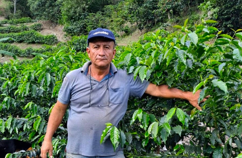 PERU ORGANIC SAN IGNACIO LA COIPA AMARO CRUZ - 32922 - GrainPro Bags - SPOT SEAFORTH