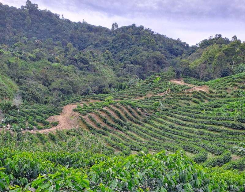 PERU ORGANIC SAN IGNACIO LA COIPA AMARO CRUZ - 32922 - GrainPro Bags - SPOT SEAFORTH