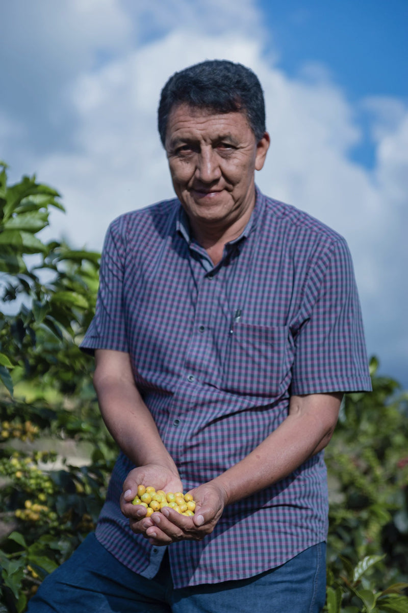 PERU ORGANIC SELVA ANDINA - 31868 - SPOT RCWHSE
