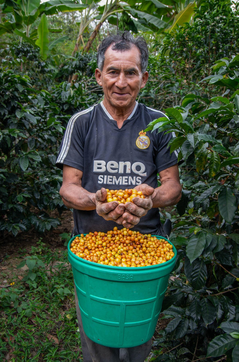 PERU ORGANIC SELVA ANDINA - 40319 - ETA: Sep 22, 2026 - RCWHSE
