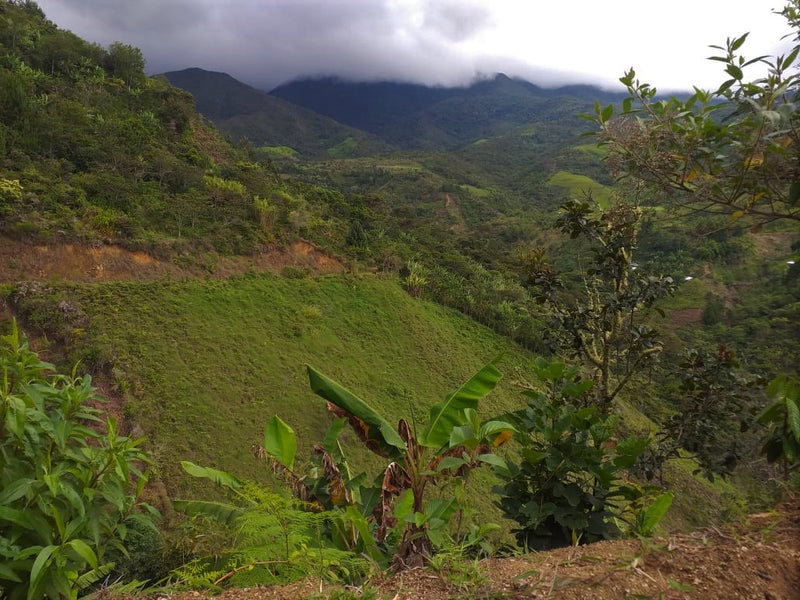 PERU ORGANIC TABACONAS COMMUNITY - *52068* - 27152 - GrainPro Bags - SPOT RCWHSE