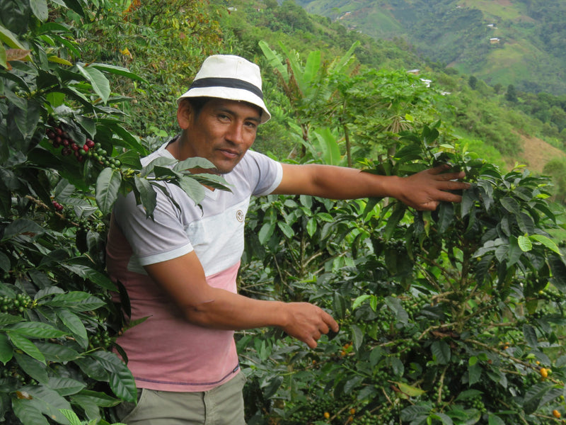 PERU ORGANIC TABACONAS HENRY ARICA - *52066* - 27151 - GrainPro Bags - SPOT SEAFORTH