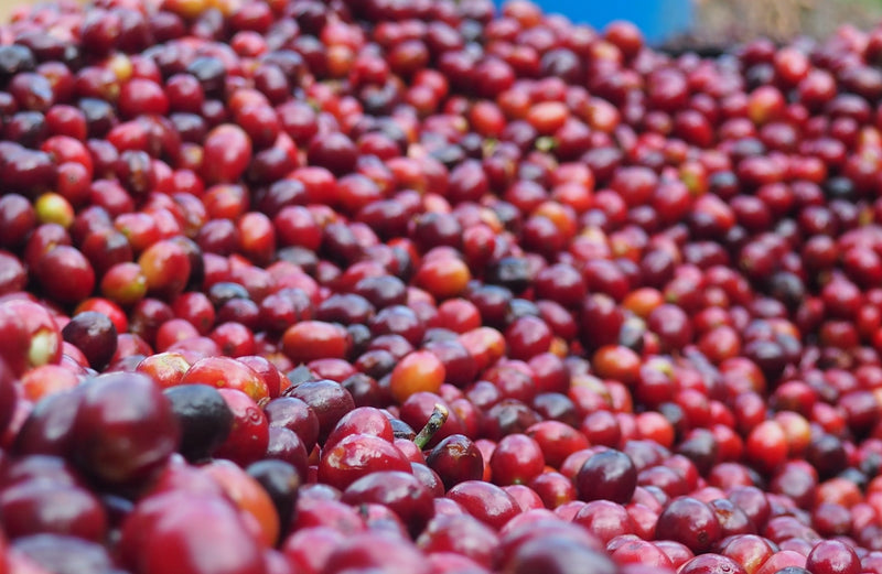 PERU ORGANIC TABACONAS HENRY ARICA - *52066* - 27151 - GrainPro Bags - SPOT RCWHSE