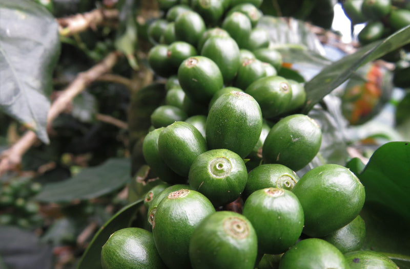 PERU ORGANIC TABACONAS HENRY ARICA - *52066* - 27151 - GrainPro Bags - SPOT SEAFORTH