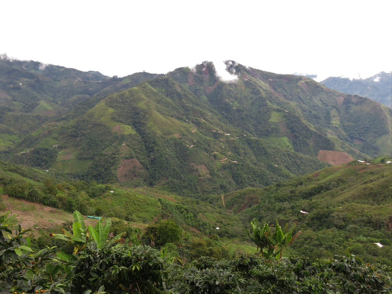 PERU ORGANIC TABACONAS HENRY ARICA - *52066* - 27151 - GrainPro Bags - SPOT RCWHSE