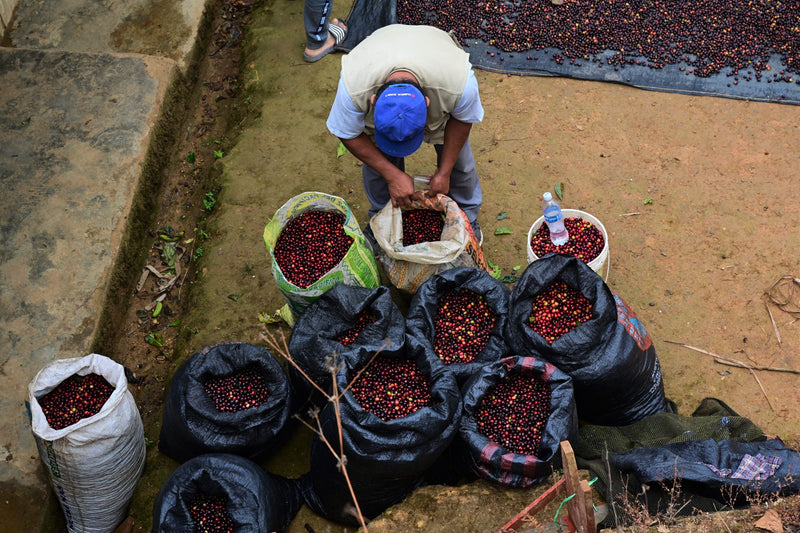 PERU ORGANIC PIURA NATURAL - 29690 - GrainPro Bags - SPOT RCWHSE