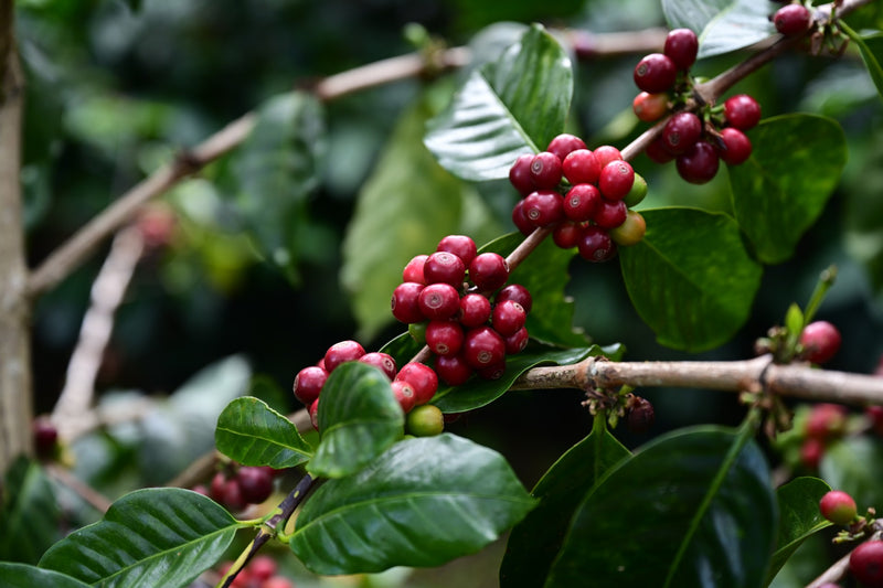 PERU ORGANIC PIURA NATURAL - 29690 - GrainPro Bags - SPOT RCWHSE
