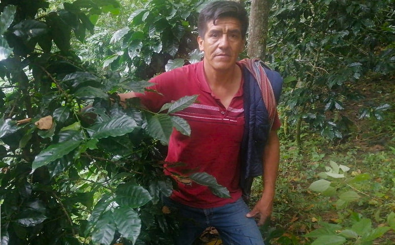 DECAF PERU FT-FLO ORGANIC PROASSA ROYAL SELECT WATER PROCESS - 41132 - November 2026 Delivery - RCWHSE