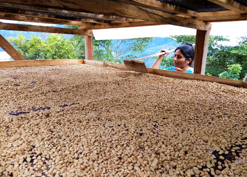 Peru Vida Alta SHB EP - 31463 - SPOT RCWHSE