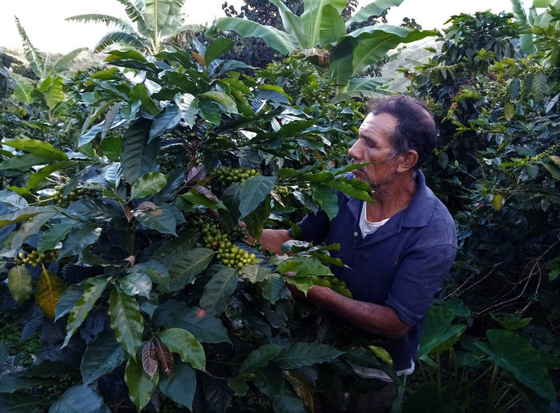 Peru Vida Alta SHB EP - 31465-3 - SPOT SEAFORTH
