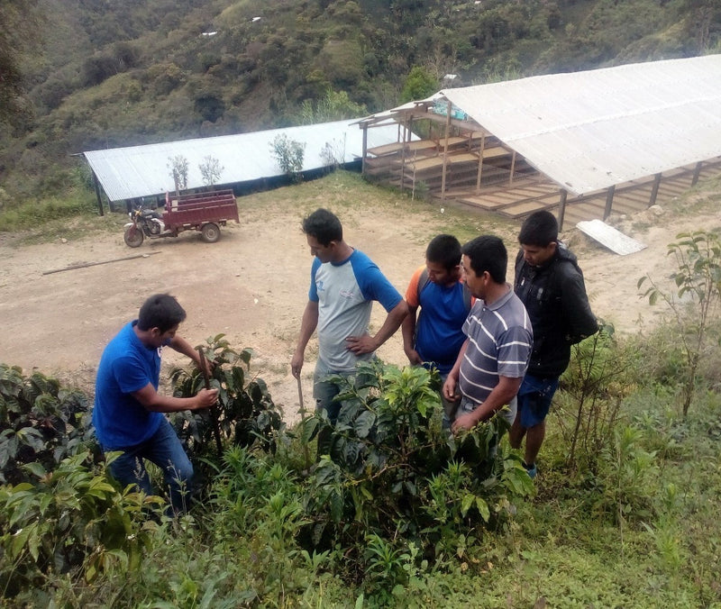 PERU ORGANIC PAKAMUROS - *49884* - 23937 - SPOT RCWHSE