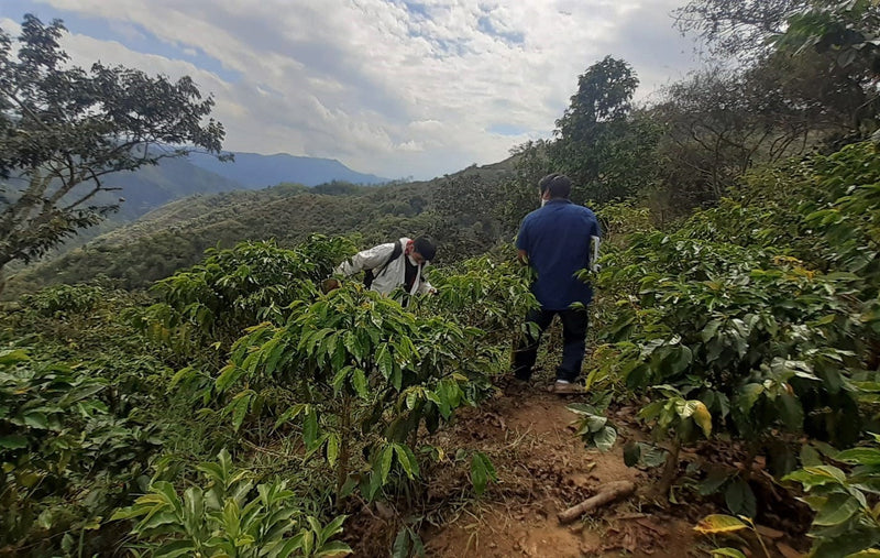 PERU ORGANIC PAKAMUROS - 38072 - SPOT RCWHSE