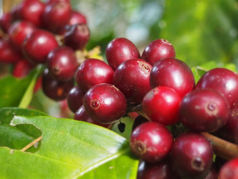 PERU ORGANIC PAKAMUROS - 38071 - SPOT RCWHSE