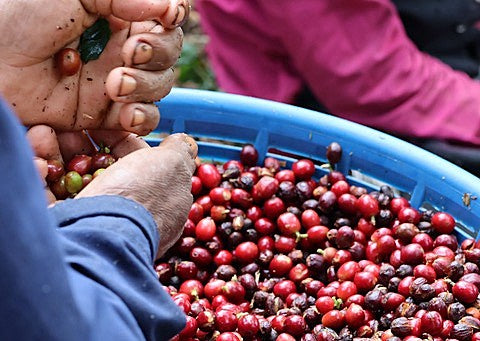 HONDURAS ORGANIC SHG EP - 41900 - December 2026 Shipment - SEAFORTH