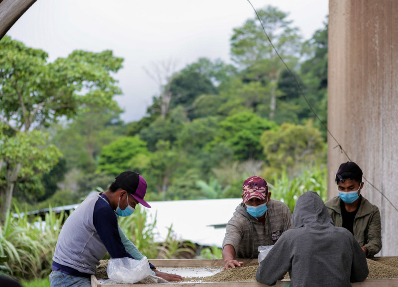 Panama Chiriqui Finca Santa Teresa Honey Caturra Catuai - 29185 - GrainPro Bags - SPOT RCWHSE