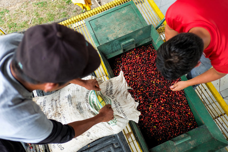 Panama Chiriqui Finca Santa Teresa Honey Caturra Catuai - 29185 - GrainPro Bags - SPOT RCWHSE