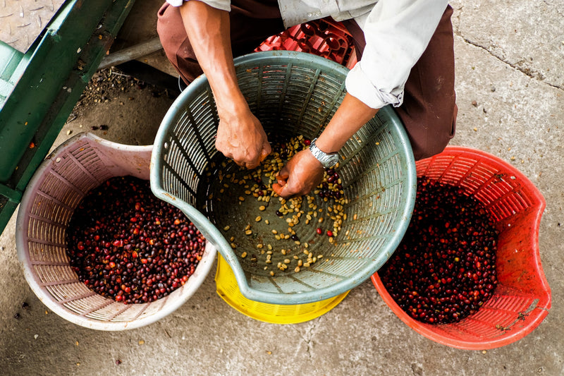 Panama Chiriqui Finca Santa Teresa Caturra Catuai - 29184 - GrainPro Bags - SPOT RCWHSE