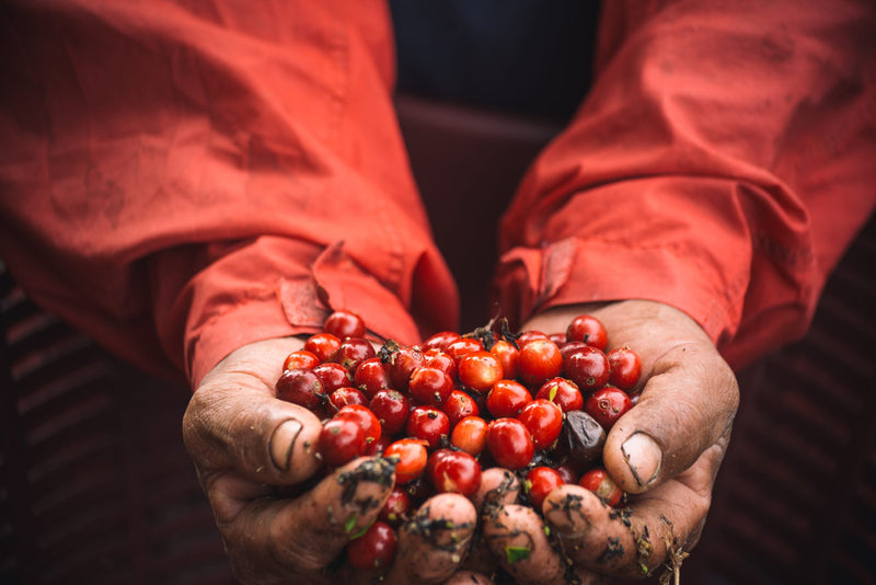 Panama Finca Lerida Caturra Catuai - *50747* - 25921 - GrainPro Bags - SPOT RCWHSE