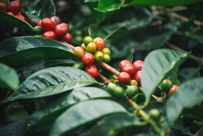 Panama Finca Lerida Caturra Catuai - *50747* - 25921 - GrainPro Bags - SPOT RCWHSE