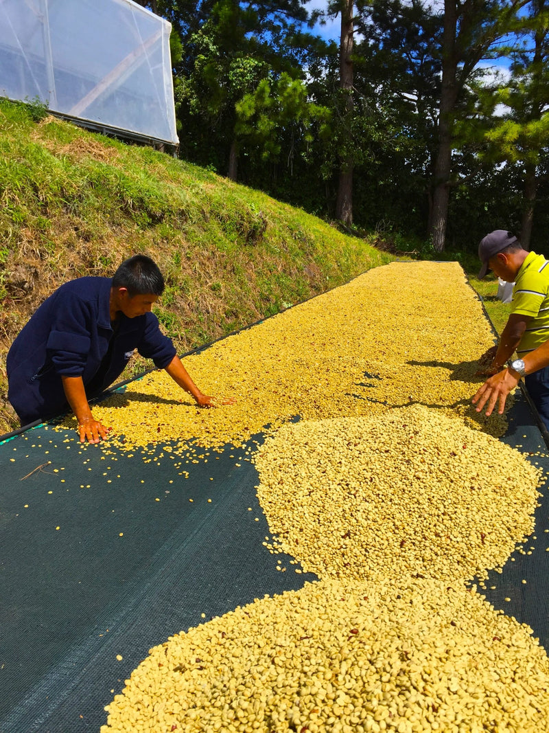 Panama Finca Don Pepe SHB - 34767 - GrainPro Bags - SPOT RCWHSE