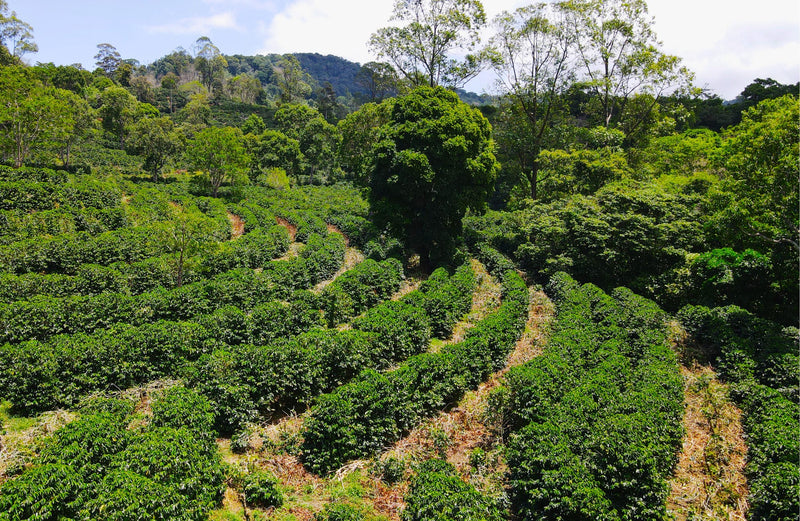 Panama Finca Isabel SHB - 34766-1 - GrainPro Bags - SPOT COSEATAC