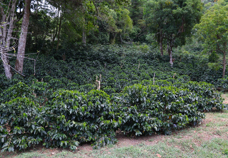 Panama Finca Isabel SHB - 34766 - GrainPro Bags - SPOT RCWHSE