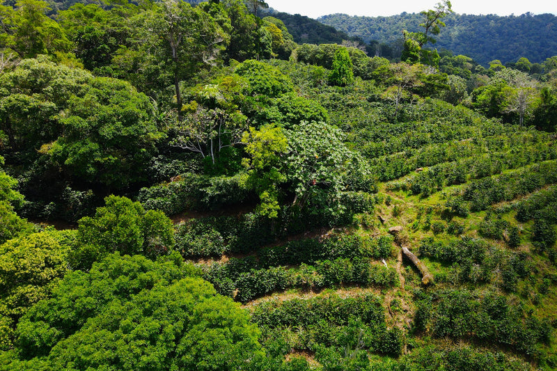 Panama Finca Isabel SHB - 34766 - GrainPro Bags - SPOT RCWHSE