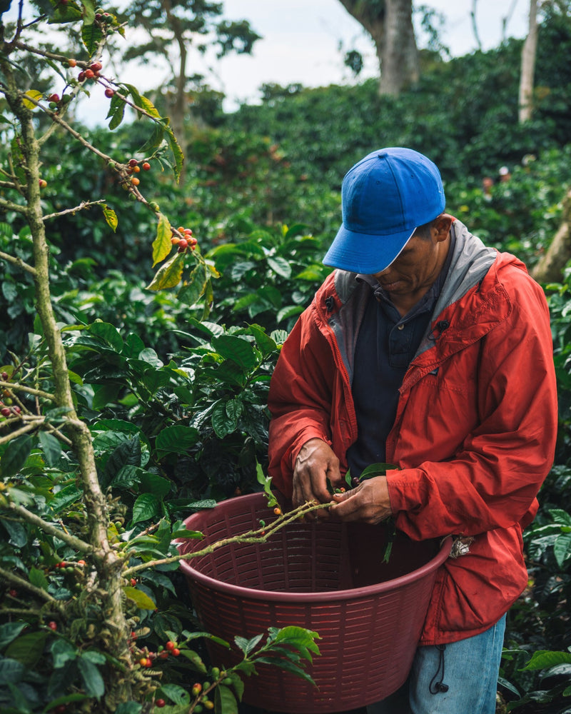 Panama Finca Lerida Washed Gesha - *50807* - 24752 - 22.7 kg Box/Vacuum Pack - SPOT SHANGHAI