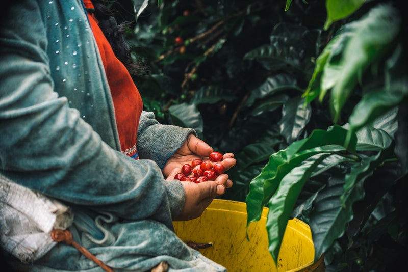 Panama Finca Lerida Washed Gesha - *50807C* - 24753 - 70.0 kg Box/Vacuum Pack - SPOT SHANGHAI