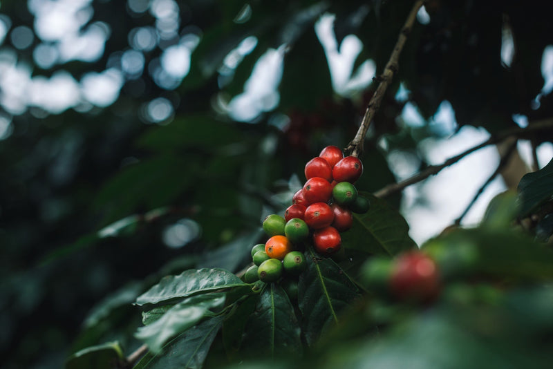 Panama Finca Lerida Washed Gesha - *50807* - 24752 - 22.7 kg Box/Vacuum Pack - SPOT RCWHSE