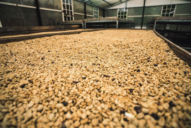 Panama Finca Lerida Washed Gesha - *50807C* - 24753 - 70.0 kg Box/Vacuum Pack - SPOT SHANGHAI