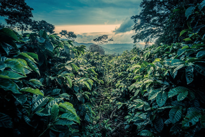 Panama Finca Lerida Washed Gesha - *50807* - 24752 - 22.7 kg Box/Vacuum Pack - SPOT SHANGHAI