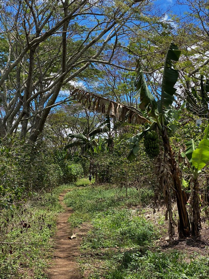 Papua New Guinea Highlands X - 34876 - SPOT RCWHSE
