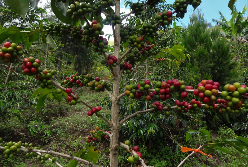 Papua New Guinea Western Highlands A 16+ - 29227-3 - Ecotact Bags - SPOT DUPUYHOU