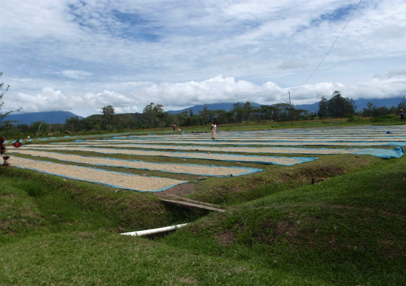PAPUA NEW GUINEA ORGANIC SIANE CHIMBU - 41693 - Ecotact Bags - September 2026 Shipment - SEAFORTH