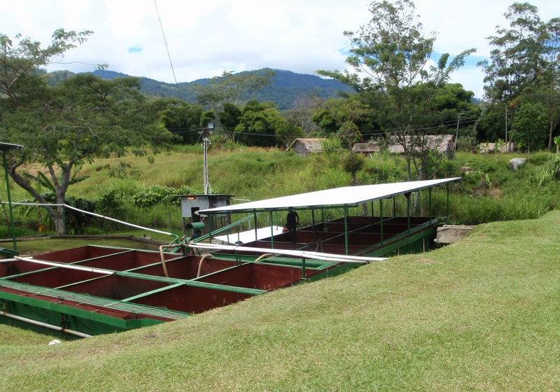 DECAF PAPUA NEW GUINEA ORGANIC SWISS WATER PROCESS - 29713 - SPOT RCWHSE