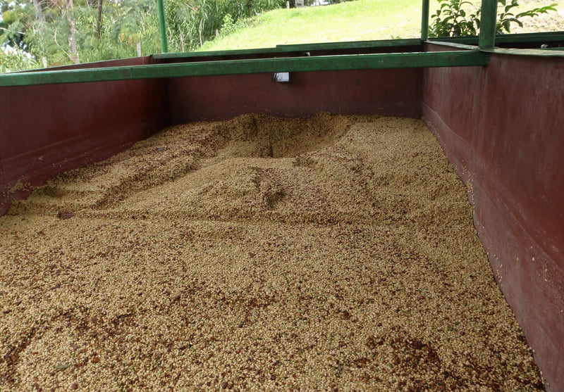 Papua New Guinea Siane Chimbu A/X - 33331-3 - Ecotact Bags - SPOT COSEATAC