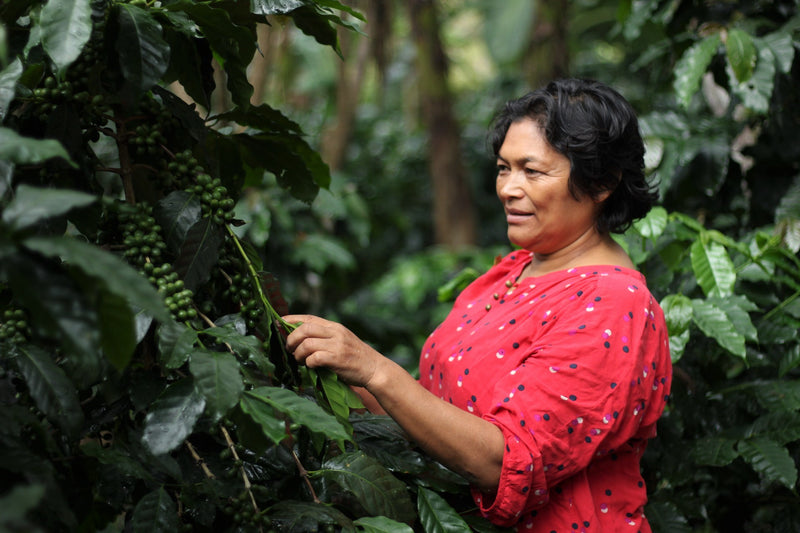 ROYAL GEM HONDURAS FT-FLO ORGANIC COMSA MANOS DE MUJER SHG EP - 32941-1 - SPOT RCWHSE