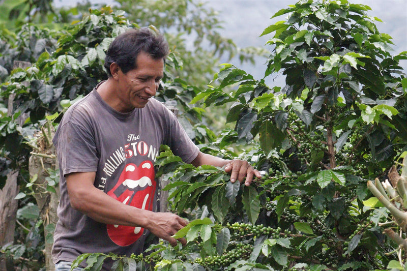PERU ORGANIC LAS MERCEDES PEDRO CONDESO - 29914 - GrainPro Bags - SPOT RCWHSE