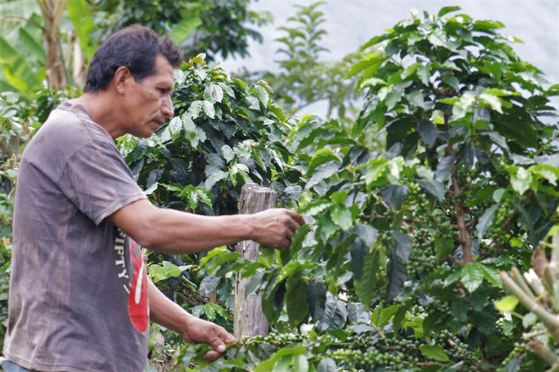 PERU ORGANIC LAS MERCEDES PEDRO CONDESO - 29914 - GrainPro Bags - SPOT RCWHSE